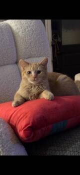 Junebug -  Domestic Short Hair Cat Available for Adoption in Lenexa, Kansas - Junebug | PetCurious