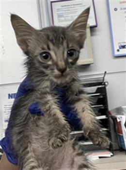 SNUFFLES -  Domestic Short Hair Cat for Adoption in Dallas, Texas - SNUFFLES | PetCurious
