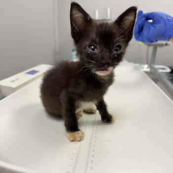 Nisha -  Domestic Short Hair Cat for Adoption in Sioux Falls, South Dakota - Nisha | PetCurious