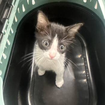Tundra -  Domestic Short Hair Cat for Adoption in Jupiter, Florida - Tundra | PetCurious