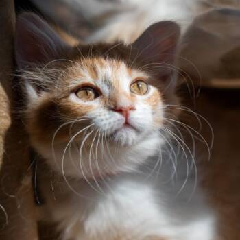 Mandarin -  Domestic Long Hair Cat for Adoption in Durango, Colorado - Mandarin | PetCurious