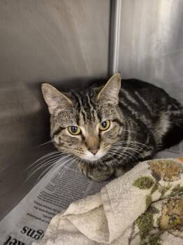 Domestic Short Hair Cats Available for Adoption in Hagerstown, Maryland - JETHROW | PetCurious