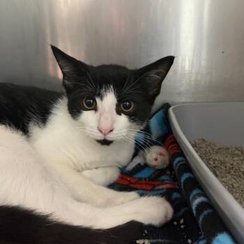 Butch -  Domestic Short Hair Cat for Adoption in East Hanover, New Jersey - Butch | PetCurious