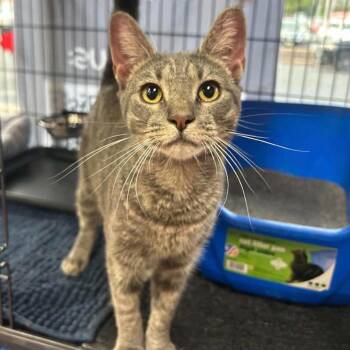 Erwina -  Domestic Short Hair Cat for Adoption in Woodbury, New Jersey - Erwina | PetCurious