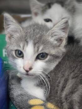 Mia -  Domestic Short Hair Cat for Adoption in Danielsville, Georgia - Mia | PetCurious
