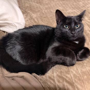 Lainey -  American Shorthair Cat for Adoption in Rochester, Minnesota - Lainey | PetCurious