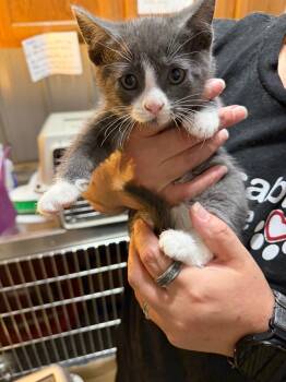 Jett -  Domestic Short Hair Cat for Adoption in Virginia, Minnesota - Jett | PetCurious