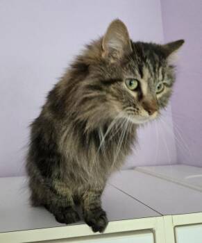 Poi -  Domestic Medium Hair Cat for Adoption in Wheaton, Illinois - Poi | PetCurious