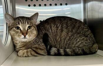 BOBCAT -  Domestic Short Hair Cat for Adoption in Kalamazoo, Michigan - BOBCAT | PetCurious