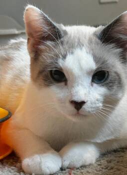 Snowshoe Cats Available for Adoption - Elizar26 | PetCurious