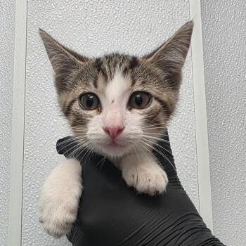Wingardium Leviosa -  Domestic Short Hair Cat Available for Adoption in Abilene, Texas - Wingardium Leviosa | PetCurious