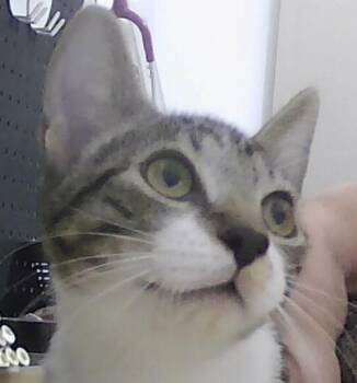 Liza -  Domestic Short Hair Cat for Adoption in Dayton, Minnesota - Liza | PetCurious