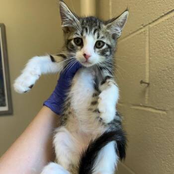 Crumpet -  Domestic Short Hair Cat for Adoption in Birmingham, Alabama - Crumpet | PetCurious
