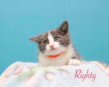 Righty -  Domestic Short Hair Cat for Adoption in Parma, Ohio - Righty | PetCurious