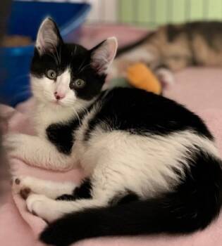 Rescue Domestic Short Hair Cats for Adoption in Anderson, Indiana - Panda | PetCurious