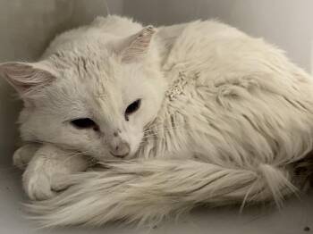 Gandalf -  Domestic Medium Hair Cat for Adoption in Golden, Colorado - Gandalf | PetCurious
