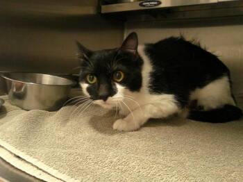 Domestic Short Hair Cats Available for Adoption - BOB SEGER | PetCurious