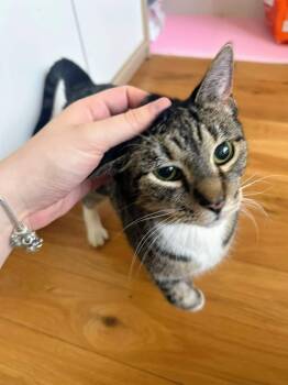 Estrella -  American Shorthair Cat for Adoption in New York, New York - Estrella | PetCurious