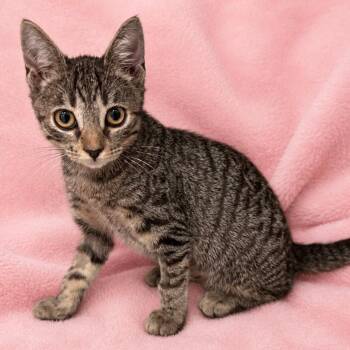Ann -  Domestic Short Hair Cat for Adoption in Los Angeles, California - Ann | PetCurious