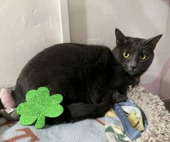 Domestic Short Hair Cats Available for Adoption in Dublin, Ohio - Tully | PetCurious