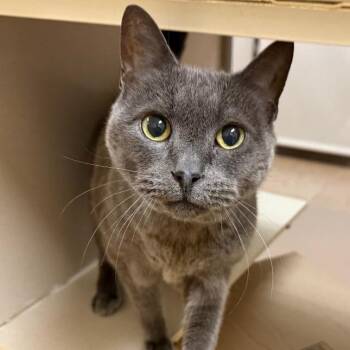 Jasper (Lucky) -  Domestic Short Hair Cat Available for Adoption in Ballston Spa, New York - Jasper (Lucky) | PetCurious
