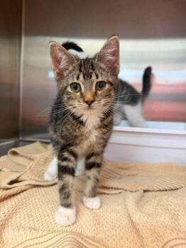 Ducky -  Domestic Short Hair Cat for Adoption in Lagrange, Indiana - Ducky | PetCurious