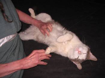 Thomas -  Domestic Medium Hair Cat for Adoption - Thomas | PetCurious