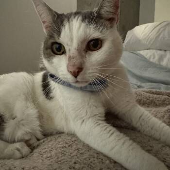 Domestic Short Hair Cats Available for Adoption in Renton, Washington - Lady | PetCurious