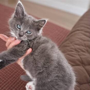 Plush -  Domestic Long Hair and Ragdoll Cat for Adoption in Tampa, Florida - Plush | PetCurious