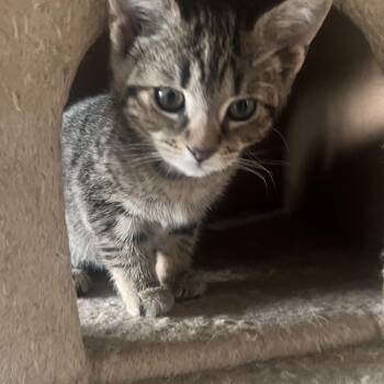 Domestic Short Hair Cats Available for Adoption in Ontario, New York - Tiger | PetCurious