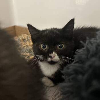 Rescue Domestic Short Hair Cats for Adoption in Charleston, West Virginia - Moody | PetCurious
