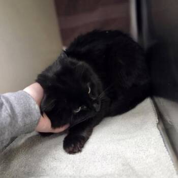 Domestic Medium Hair and Domestic Short Hair Cats Available for Adoption in Westland, Michigan - Figaro | PetCurious