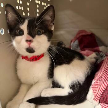 Domestic Short Hair Cats Available for Adoption in Buffalo, New York - Megan Keller | PetCurious
