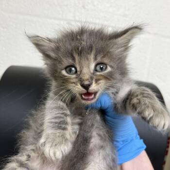 SVAS-Stray-39271 -  Domestic Medium Hair Cat for Adoption in Lyndhurst, Virginia - SVAS-Stray-39271 | PetCurious