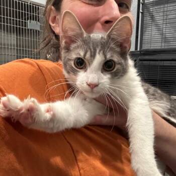 Domestic Short Hair Cats Available for Adoption - Miller | PetCurious