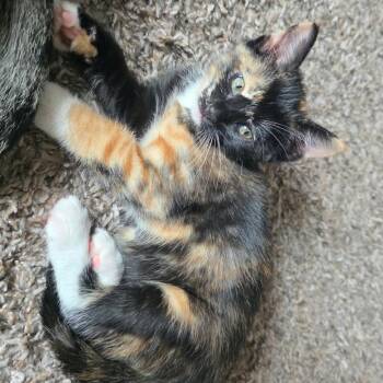 Venetian -  Domestic Short Hair Cat for Adoption in Buffalo, Minnesota - Venetian | PetCurious