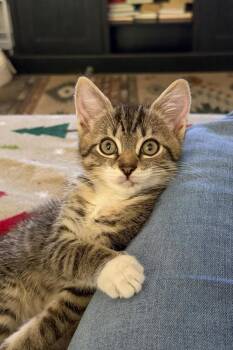 Quatros: Monito -  Domestic Short Hair and Tabby Cat for Adoption - Quatros: Monito | PetCurious
