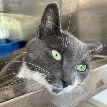 Frank -  Domestic Short Hair Cat for Adoption in South Haven, Michigan - Frank | PetCurious