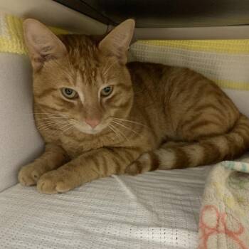 Cheeto -  Domestic Short Hair Cat Available for Adoption in Franklin, North Carolina - Cheeto | PetCurious