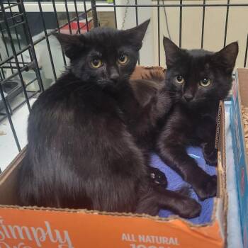 Country Singers 1_2 -  Domestic Short Hair Cat for Adoption in Westminster, California - Country Singers 1_2 | PetCurious