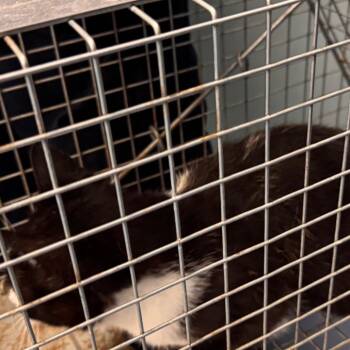 MILKY -  Domestic Short Hair Cat for Adoption in Greensboro, North Carolina - MILKY | PetCurious