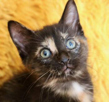 Tortoiseshell Cats Available for Adoption in St. Augustine, Florida - Pansy | PetCurious