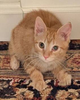 Domestic Short Hair Cats Available for Adoption - Meadow | PetCurious