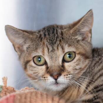 Domestic Short Hair Cats Available for Adoption in Middletown, Rhode Island - Savannah | PetCurious