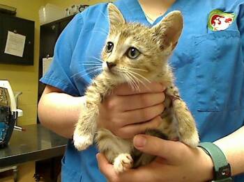 FLY RIVER -  Domestic Short Hair Cat for Adoption in Cookeville, Tennessee - FLY RIVER | PetCurious
