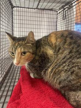 Rescue Domestic Short Hair Cats for Adoption in Doral, Florida - TIGRA | PetCurious