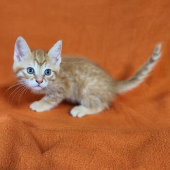 Rescue Domestic Short Hair Cats for Adoption in Coos Bay, Oregon - Cheddar | PetCurious