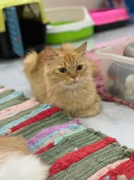 Rescue Domestic Long Hair and Maine Coon Cats for Adoption in Brampton, Ontario - Ginger C | PetCurious