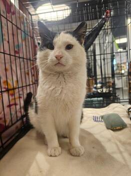 Domestic Short Hair Cats Available for Adoption - Plato | PetCurious