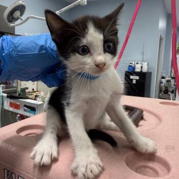 Acadia -  Domestic Short Hair Cat for Adoption in Milton, Florida - Acadia | PetCurious